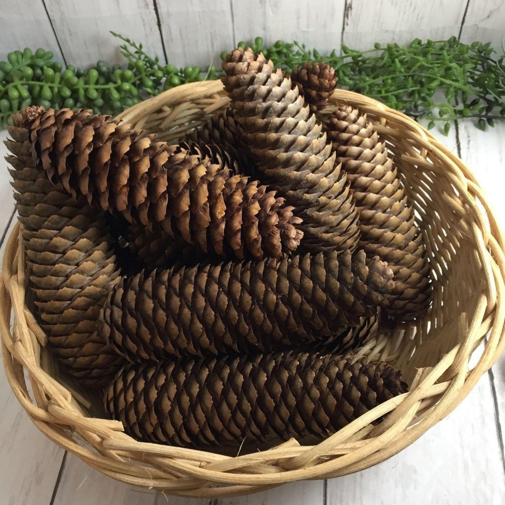 10 BIG – 5 6 7 inch Pine Cones Washed Cleaned Crafts Kids Ornaments Christmas - Picture 2 of 4